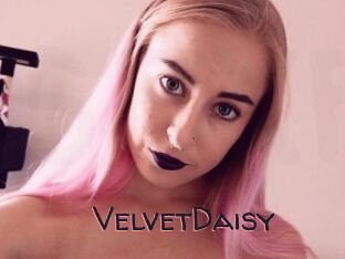 VelvetDaisy