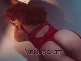 Venuscatt